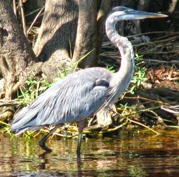 Airboat Rides Melbourne | 6000 Lake Washington Rd, Melbourne, FL 32934, USA | Phone: (321) 288-3997