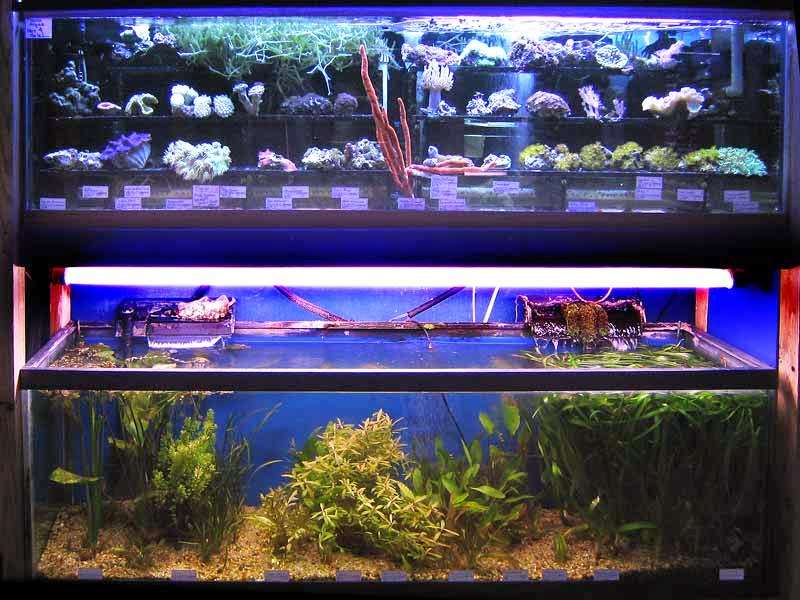 Aquatic Creations Ltd | 2909 Urbana Pike, Ijamsville, MD 21754, USA | Phone: (301) 831-8200