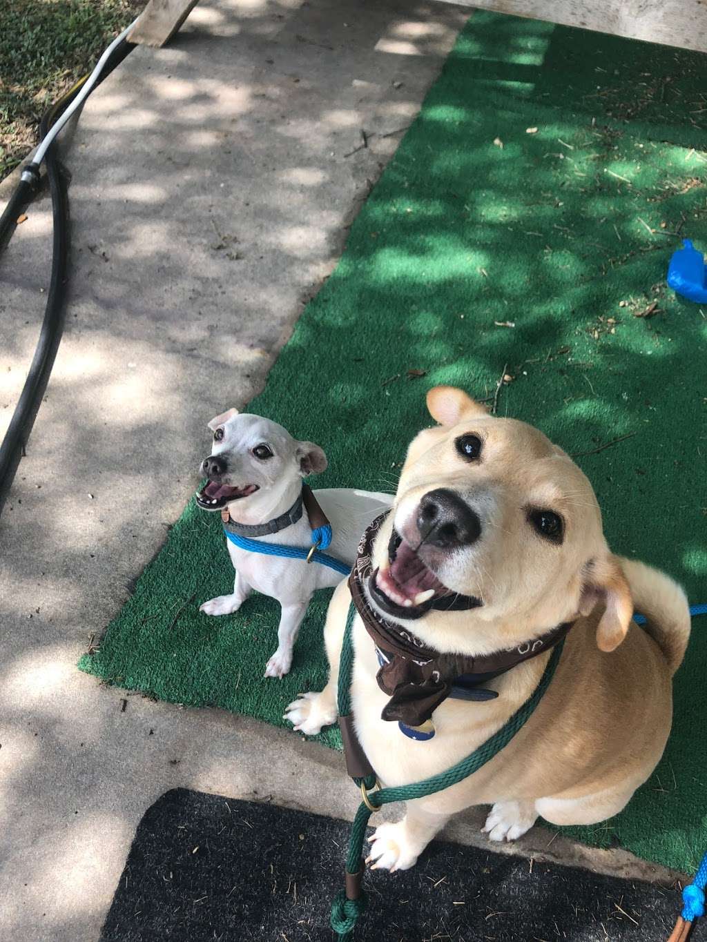 Happy Paws Fit & Sit | 6922 Elusive Pass, San Antonio, TX 78233, USA | Phone: (210) 560-3461