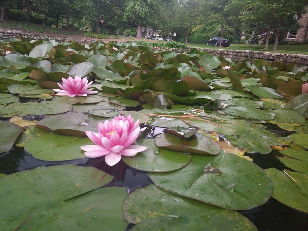 Homeland Duck Pond | Springlake Way & St Dunstans Rd, Baltimore, MD 21212