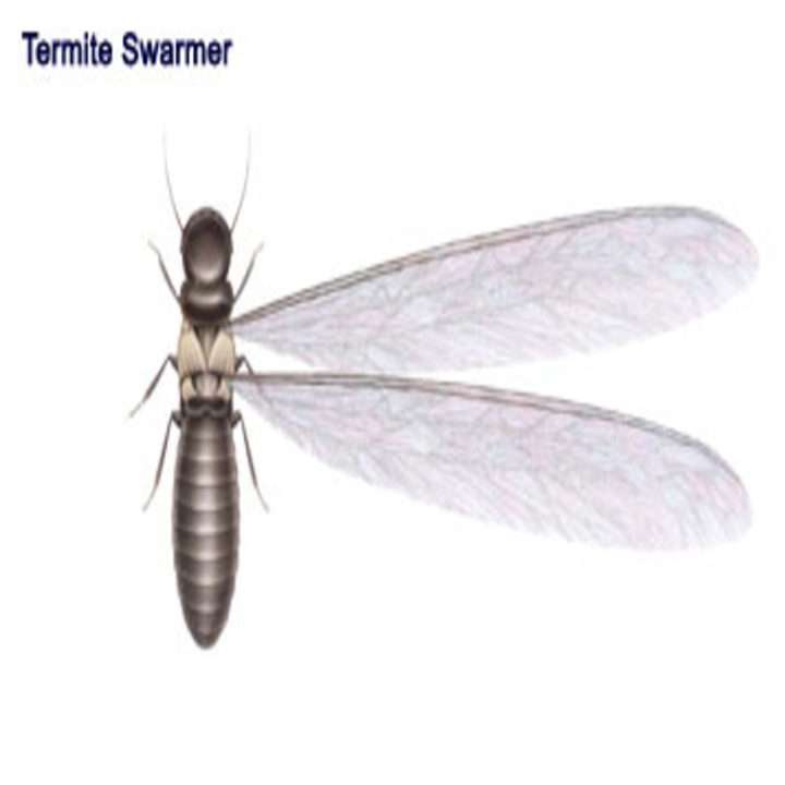 Any Season Termite & Pest Control LLC | 11114 Sageyork Dr, Houston, TX 77089, USA | Phone: (281) 484-6740