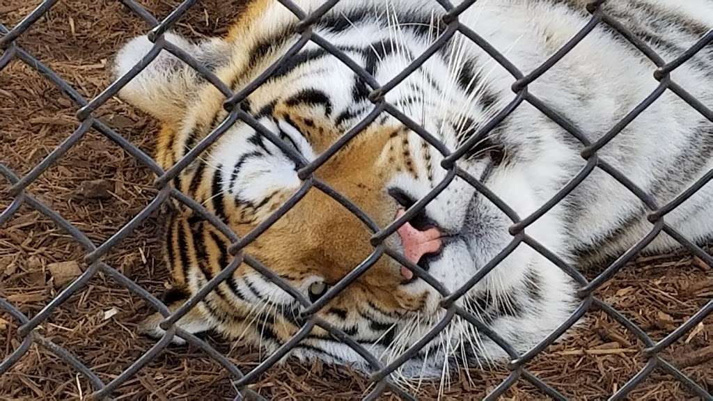 Central Florida Animal Reserve (www.cflar.org) | 500 Broussard Rd, St Cloud, FL 34773, USA | Phone: (321) 637-0110