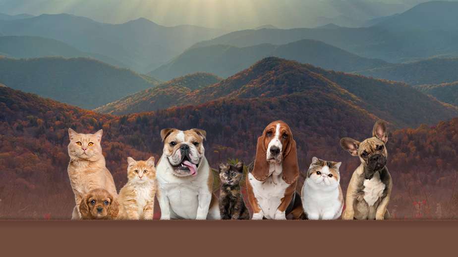 Small Animal Medicine & Surgery | 3200 Sherrills Ford Rd, Salisbury, NC 28147 | Phone: (704) 636-6613