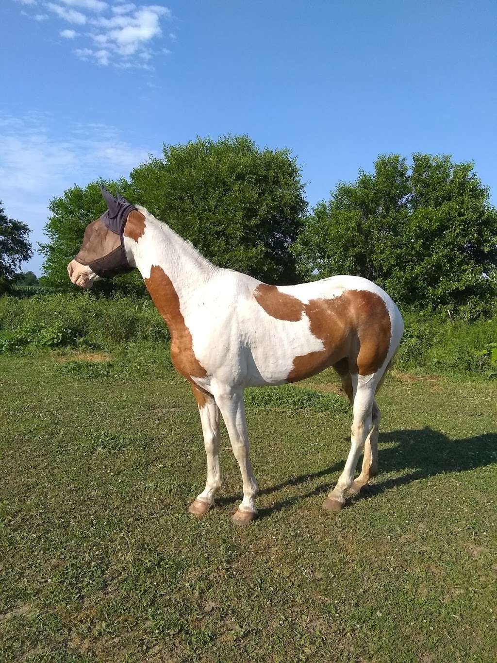 Dream A Horse - Horseback Riding Trails | Eagle Trail Head - County Road S, Eagle, WI 53119, USA | Phone: (608) 403-1972