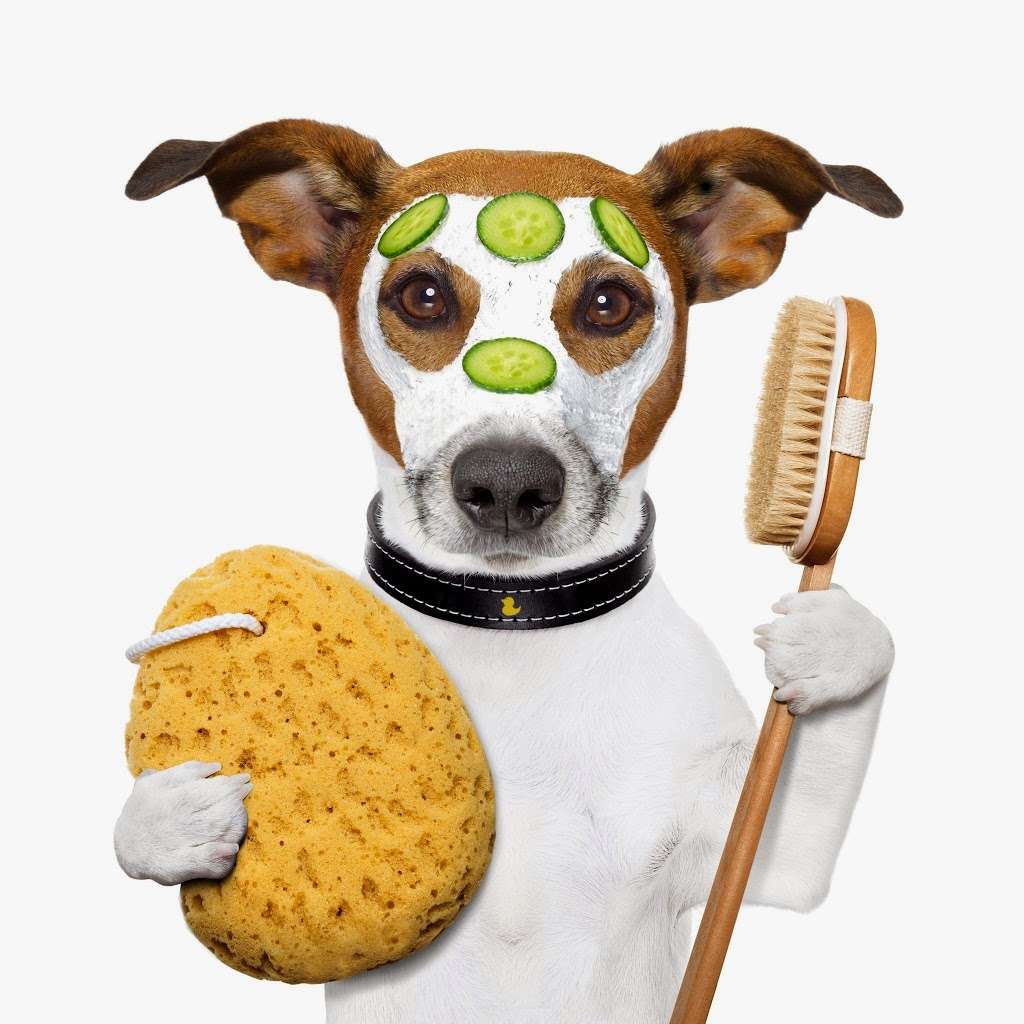 Pets Playground Grooming School | 1294 N Federal Hwy, Pompano Beach, FL 33062, USA | Phone: (954) 782-4994