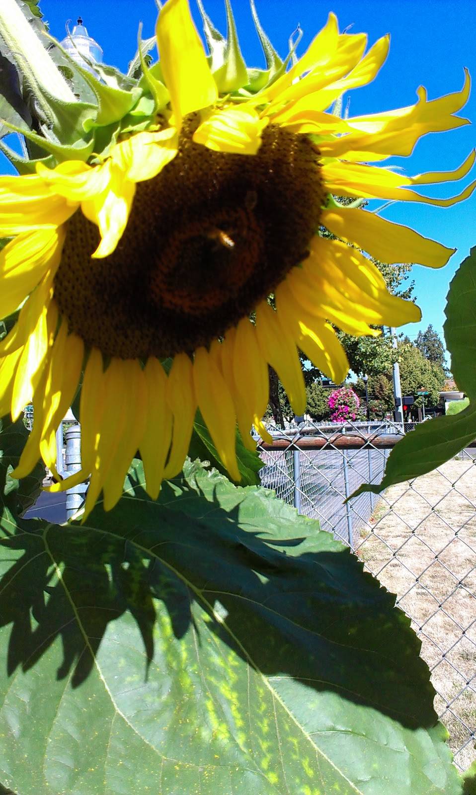Rising Star Chinese School | 3909 NW 185th Ave, Portland, OR 97229, USA | Phone: (971) 225-0698