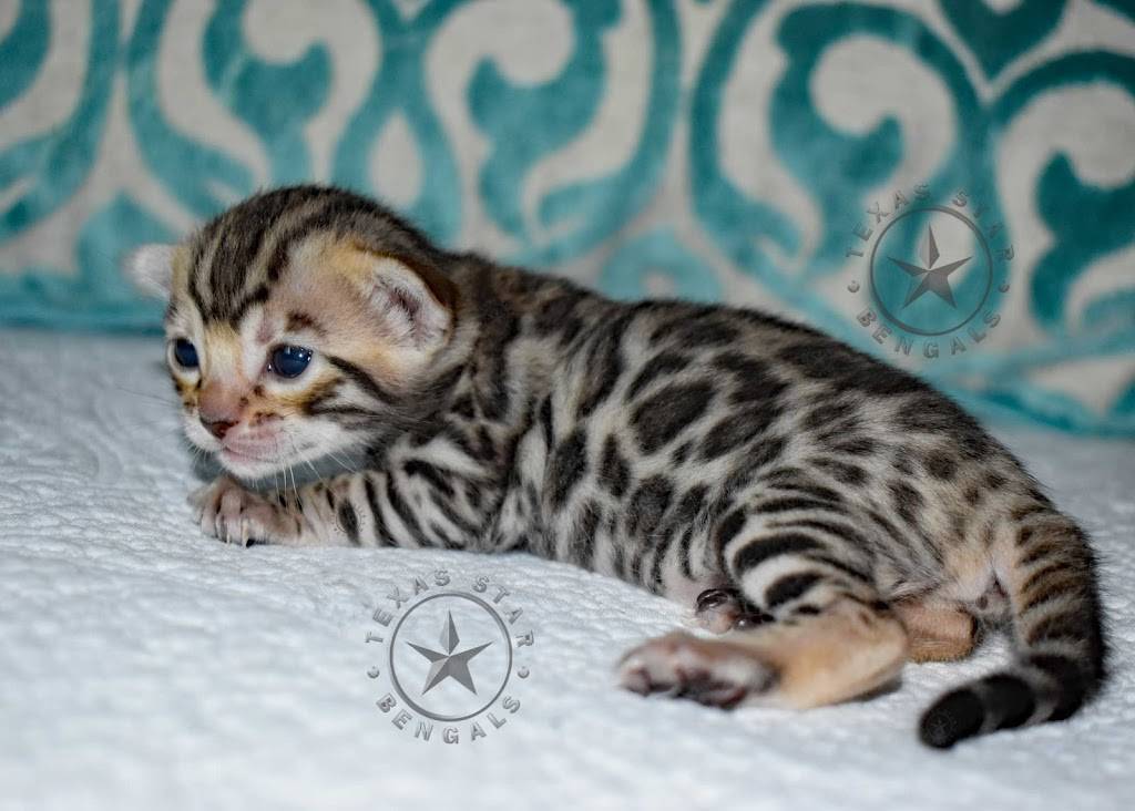 Texas Star Bengals | Lavon, TX 75166, USA | Phone: (214) 552-0901