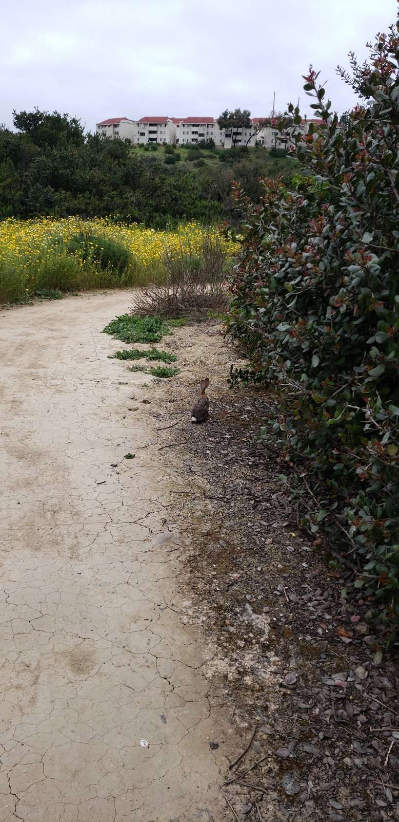 Tecolote Canyon Natural Park and Nature Center | 5180 Tecolote Rd, San Diego, CA 92110, USA | Phone: (858) 581-9944