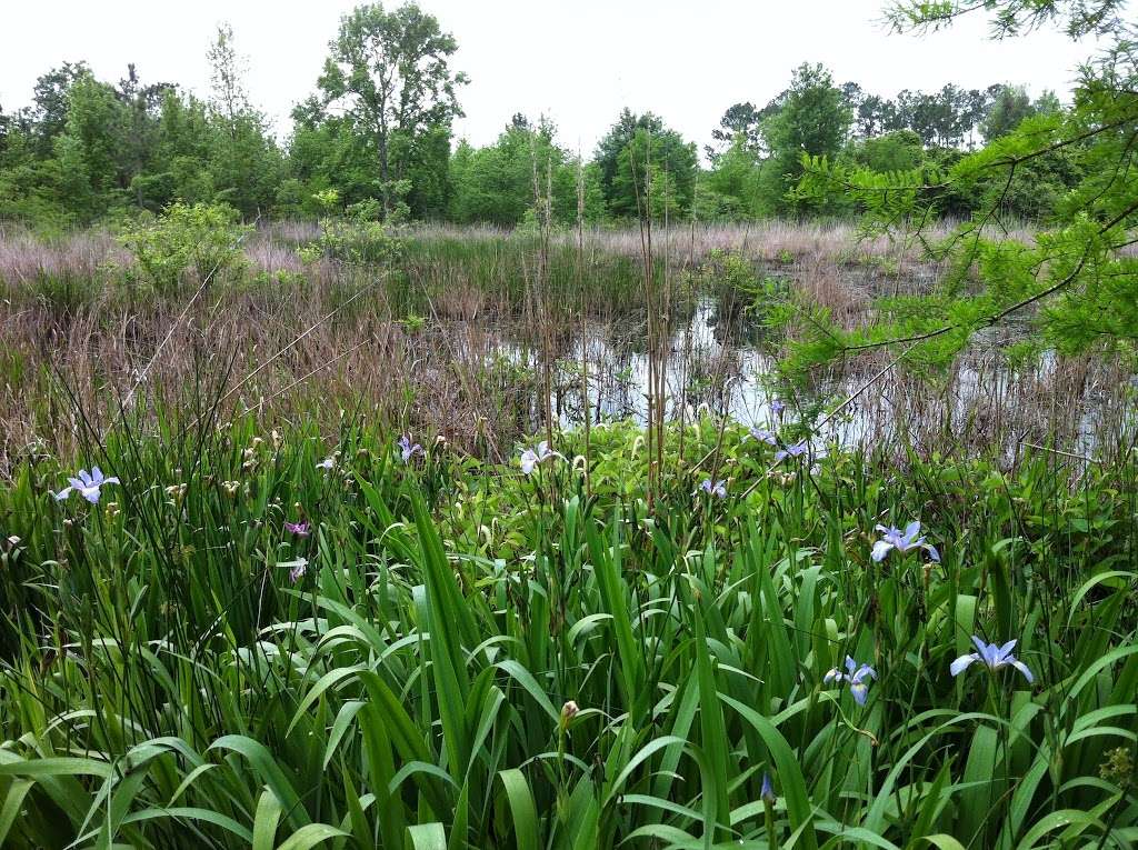 Pine Brook South Wetlands | Park Path, Houston, TX 77059, USA | Phone: (281) 280-9944