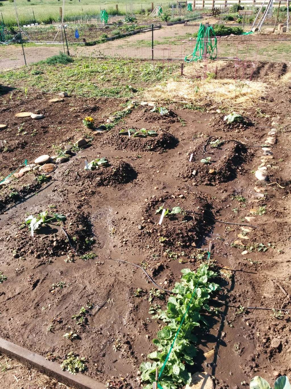 Rose Roots Community Garden | 12920 W 84th Ave, Arvada, CO 80005