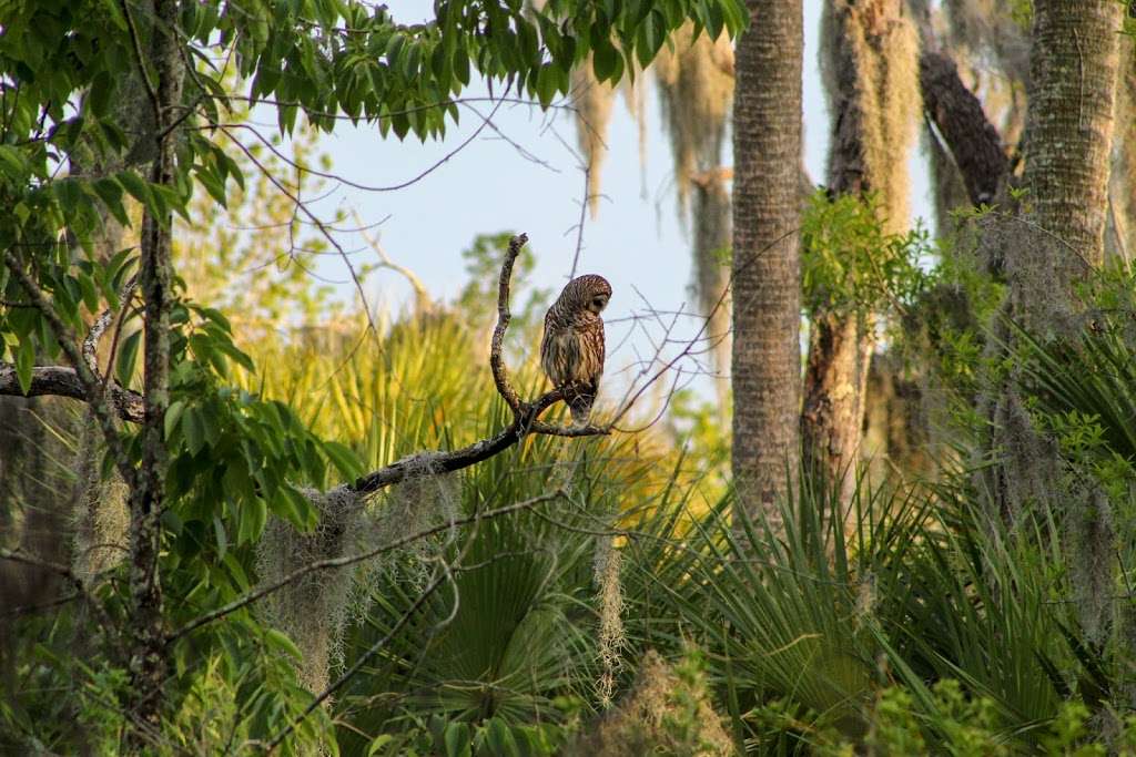 Polks Nature Discovery Center | 4399 Winter Lake Rd, Lakeland, FL 33803, USA | Phone: (863) 668-4673