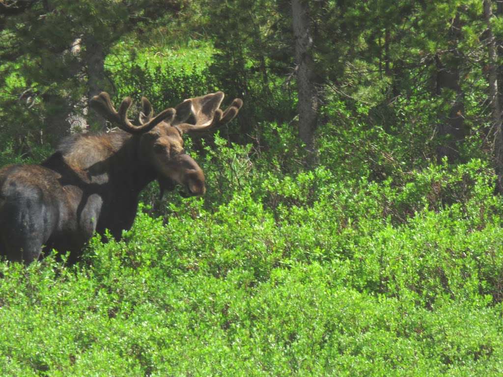 Majestic Mountains Scenic Rides | 408 Skyway Dr, Fort Collins, CO 80525 | Phone: (970) 829-9549