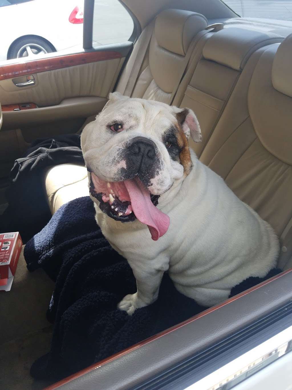 Michael Butchko DVM | 5488 Mission Boulevard, Riverside, CA 92509, USA | Phone: (951) 686-2242 Michael Butchko DVM | 5488 Mission Boulevard, Riverside, CA 92509, USA | Phone: (951) 686-2242