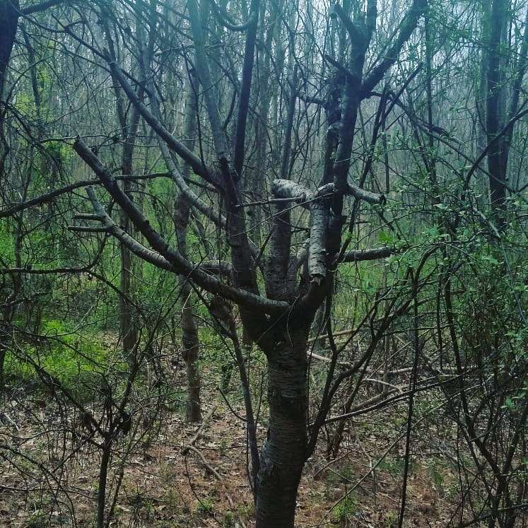 Berryhill Nature Preserve | 10334 Walkers Ferry Rd, Charlotte, NC 28214, USA