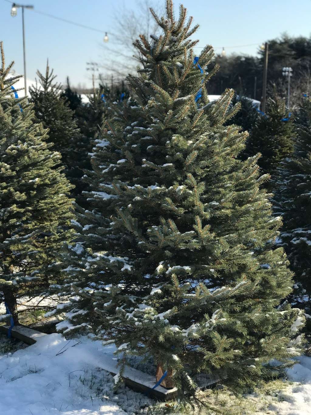 The Barnyard Christmas Trees | 4024 Belle Grove Rd, Baltimore, MD 21225, USA | Phone: (410) 302-1492