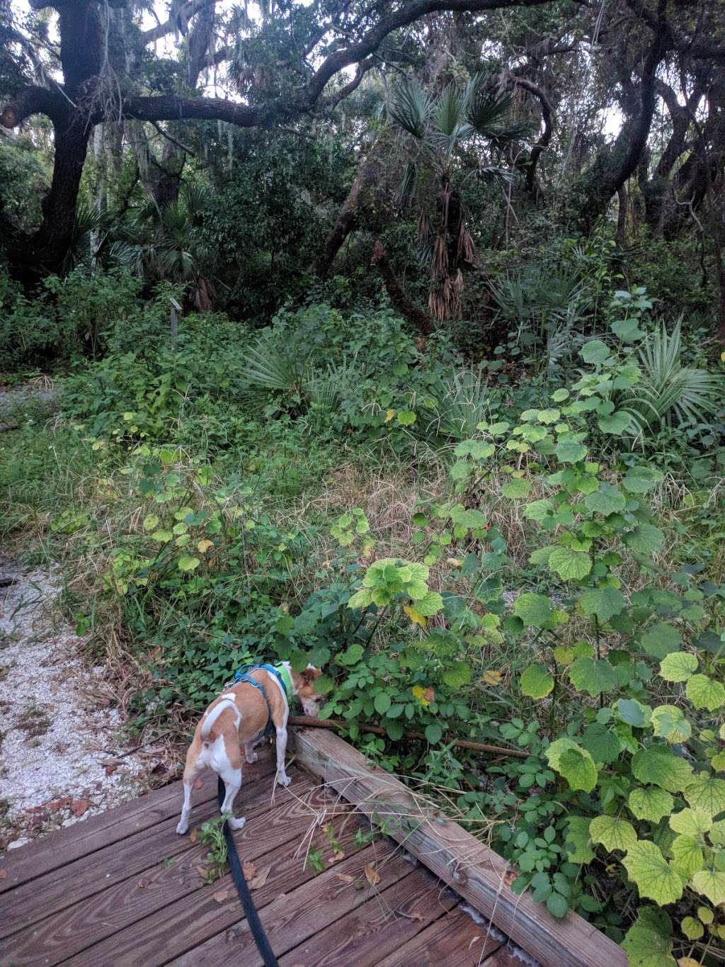 Hammock Trails -Oak Hammock , Palm Hammock | Florida