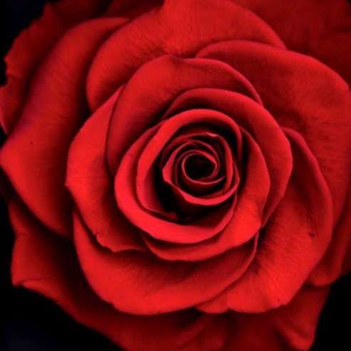 Bucks County Roses | 1235 Buck Rd, Holland Located- Zip Code Southampton, Southampton, PA 18966, USA | Phone: (215) 968-6200