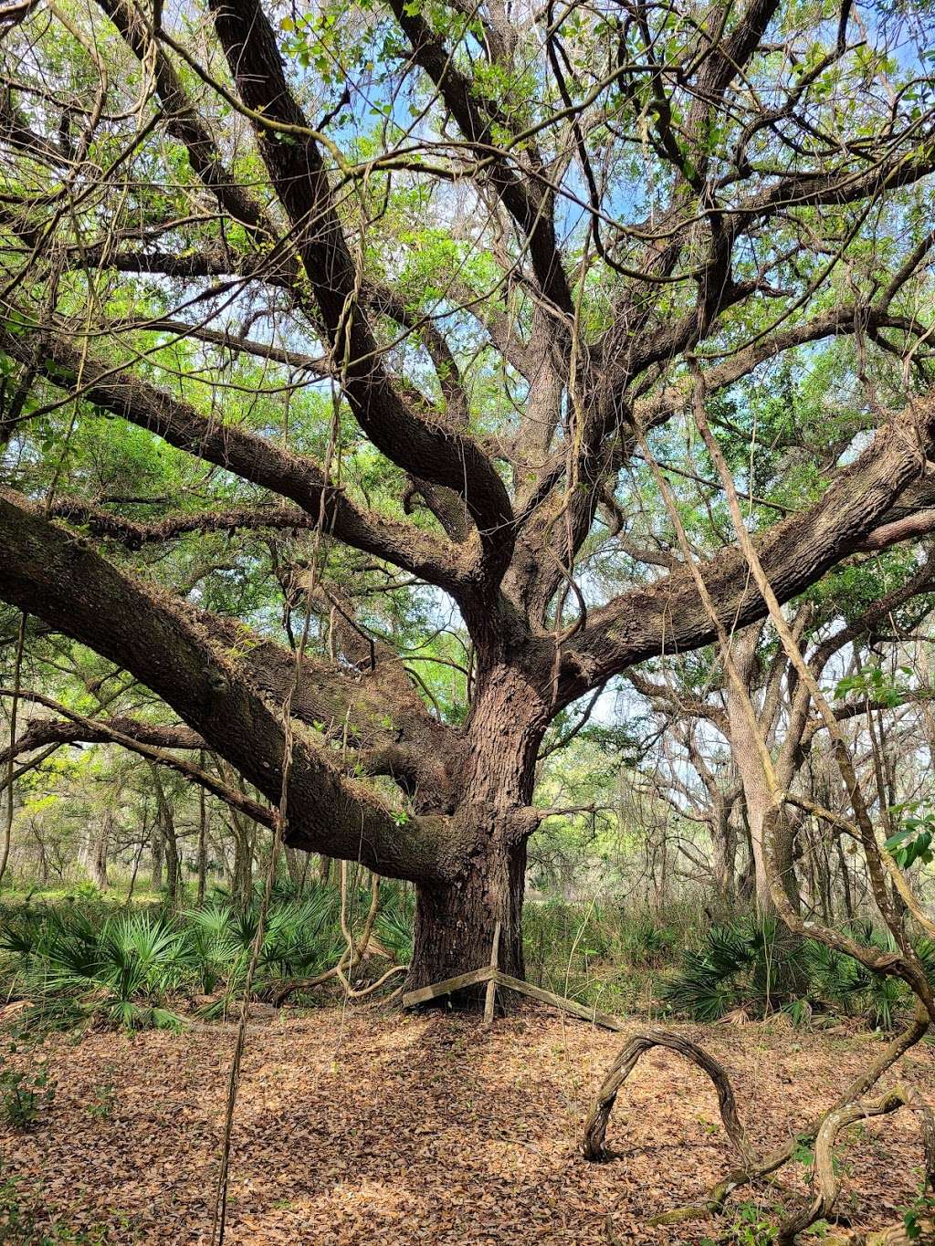 Green Swamp Wilderness Preserve - West Tract | Dade City, FL 33525, USA | Phone: (352) 796-7211