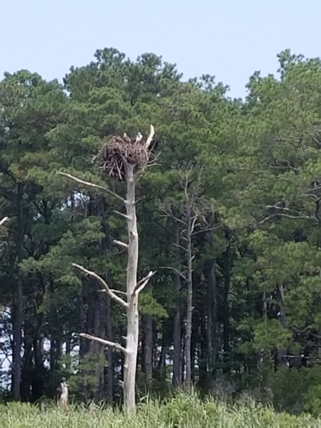 Natter Park | 719A Treetop Ln, Bethany Beach, DE 19930, USA