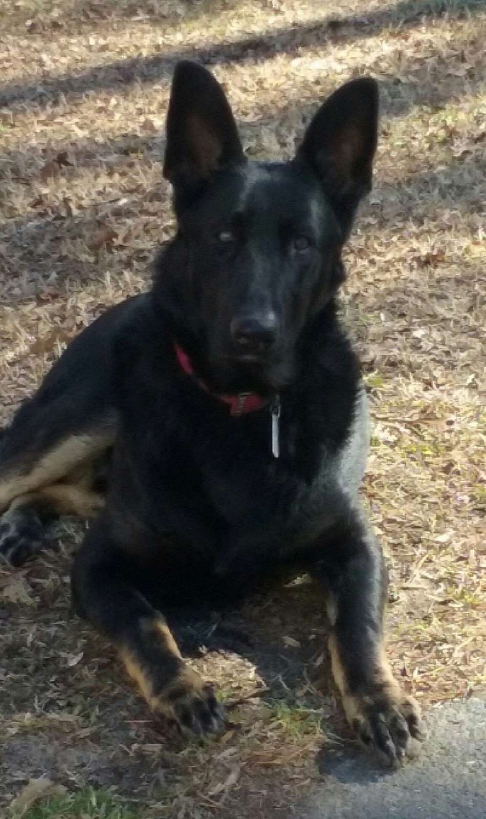 All Creatures Pet Hospital | 2056, 520 NC-27, Stanley, NC 28164, USA | Phone: (704) 263-9303