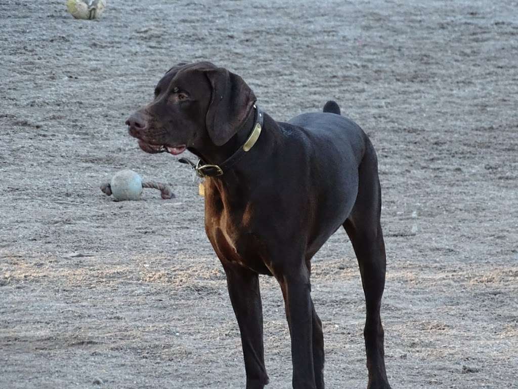 Derry Dog Park | Fordway Extension, Derry, NH 03038, USA | Phone: (603) 432-6136