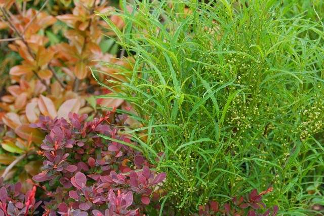 Hammetts Landscaping & Garden Center | 425 S Main St, Forked River, NJ 08731, USA | Phone: (609) 971-0453