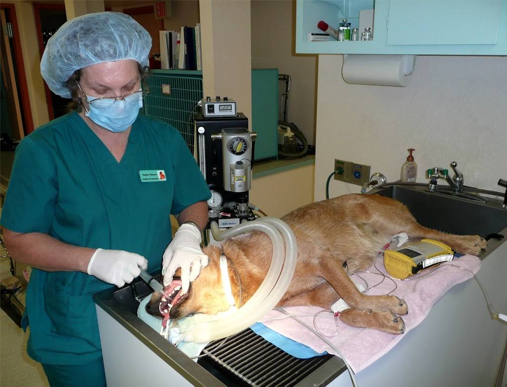 Cimarron Animal Hospital | 180 N Harrison Rd, Tucson, AZ 85748, USA | Phone: (520) 886-1125