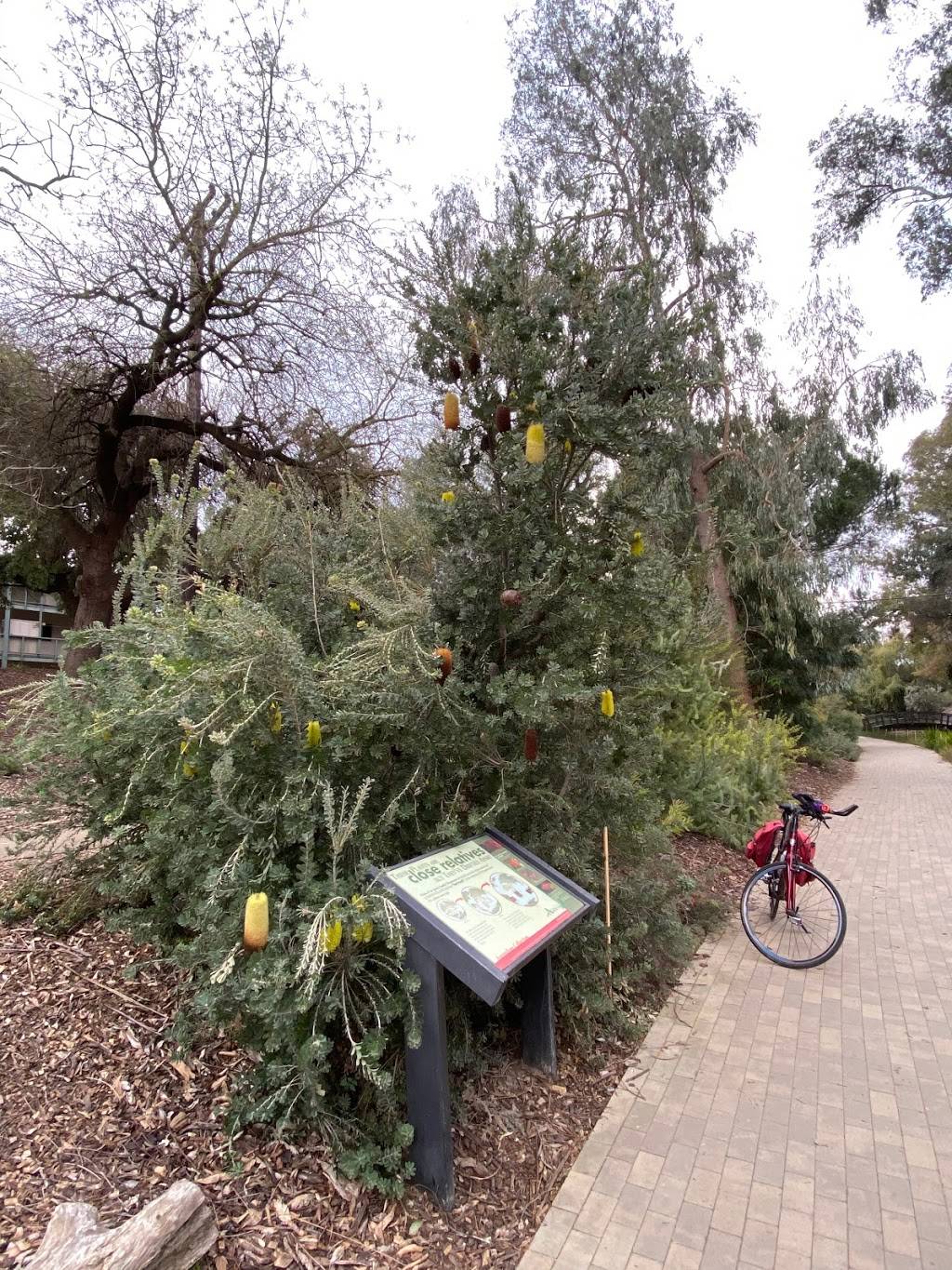 UC Davis Arboretum Teaching Nursery | 920 Garrod Dr, Davis, CA 95616, USA | Phone: (530) 752-4880