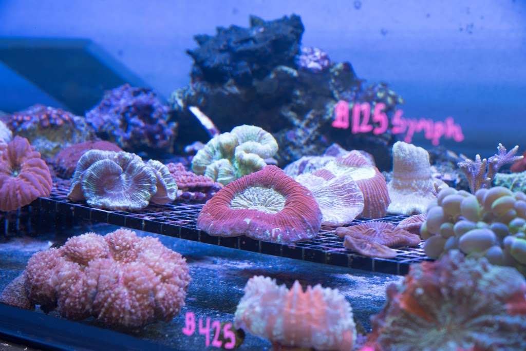 Reefers Garage | Live Coral And Tropical Marine Fish Store | 512 W California Ave #116, Vista, CA 92083, USA | Phone: (760) 936-1288