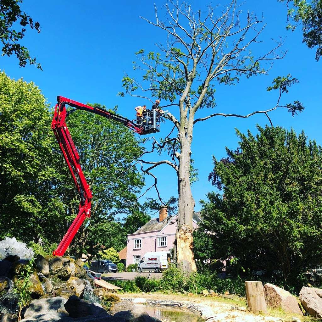 Lewis Tree Care | Gore Ln, Ware SG11 1BH, UK | Phone: 0800 028 9077