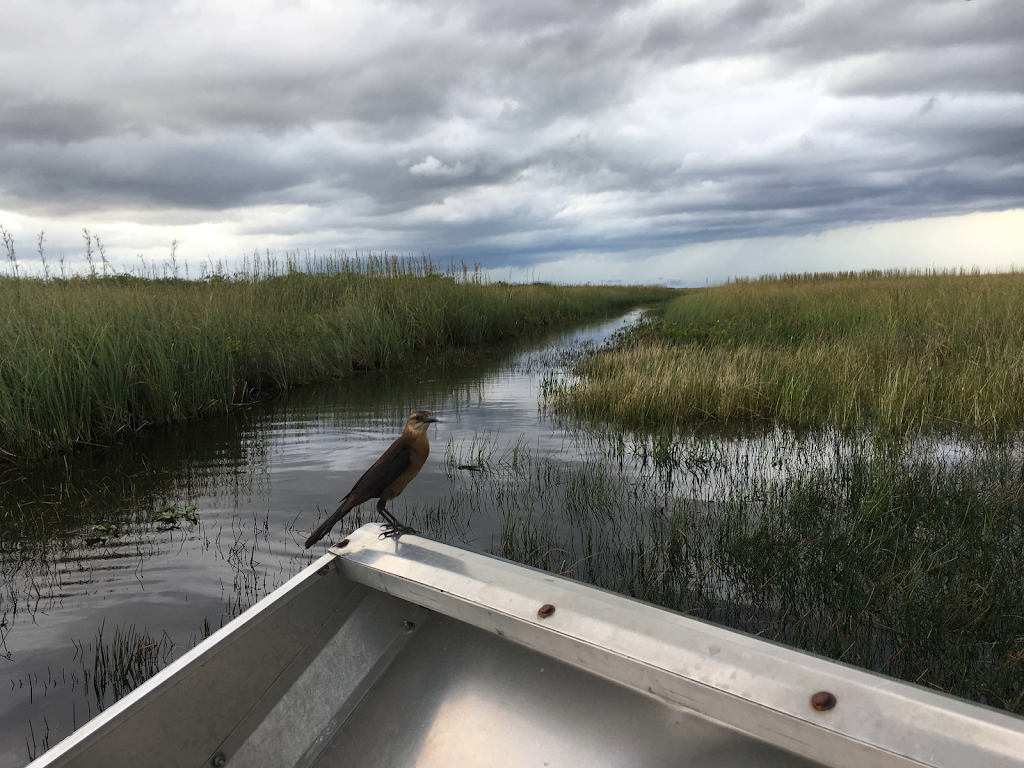 Airboat In Everglades | 17696 SW 8th St, Miami, FL 33194, USA | Phone: (888) 893-4443