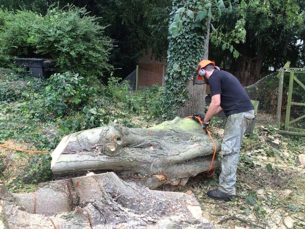 GTF Tree Care | 28 Pike Way, North Weald Bassett, Epping CM16 6BL, UK | Phone: 01992 524333