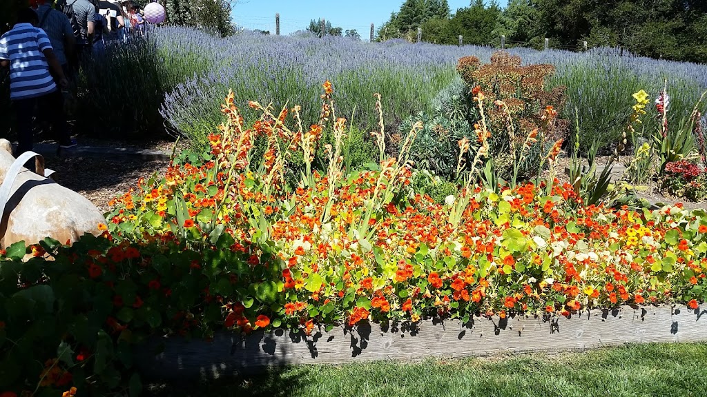 Lavender Bee Farm | 746 Chapman Ln, Petaluma, CA 94952, USA | Phone: (707) 789-0554