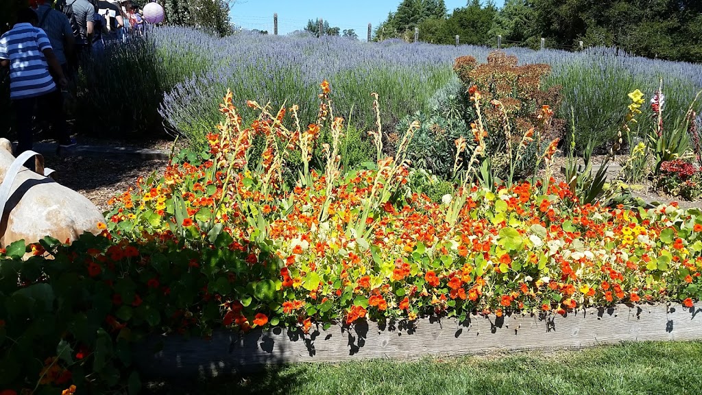 Lavender Bee Farm | 746 Chapman Ln, Petaluma, CA 94952 | Phone: (707) 789-0554