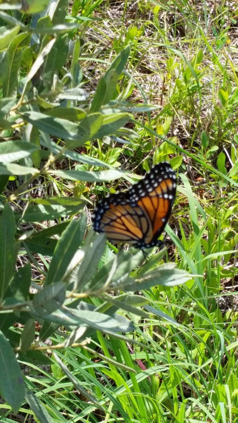 Gensburg - Markham Prairie Nature Preserve | 15525 Mozart Ave, Markham, IL 60428, USA | Phone: (312) 583-4050