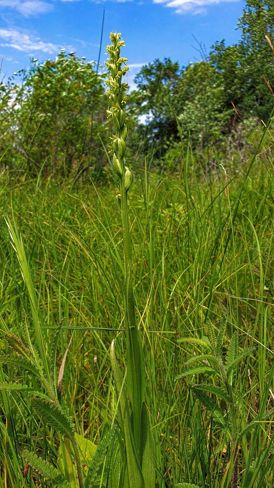 Ottawa Lake Fen State Natural Area | Dousman, WI 53118, USA | Phone: (608) 266-0394