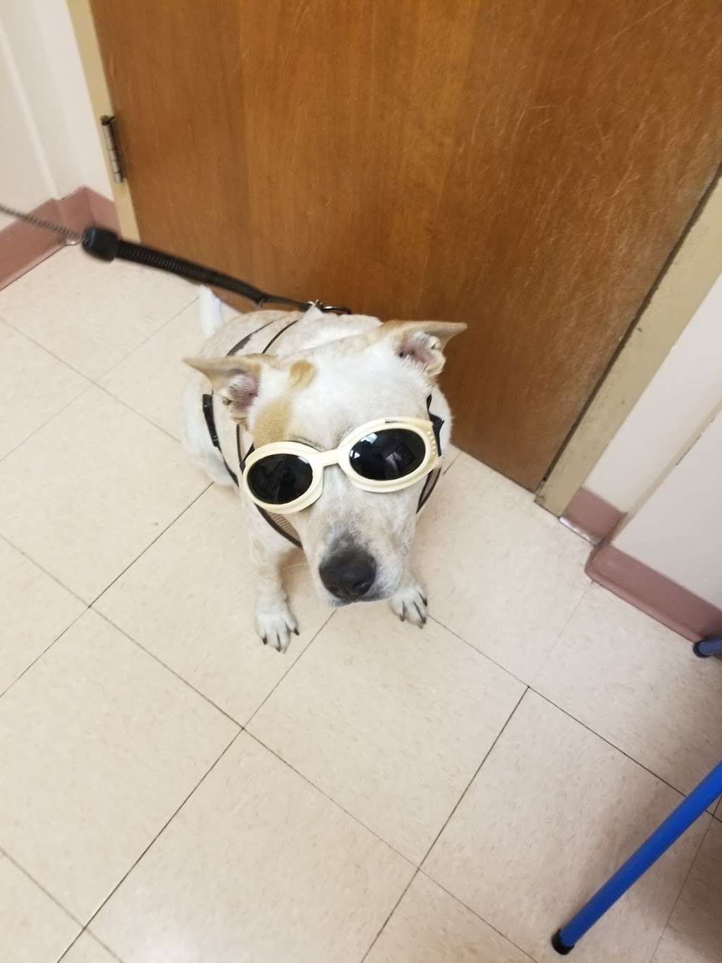 Essington Road Animal Hospital | 1914 Essington Rd, Joliet, IL 60435, USA | Phone: (815) 439-2323