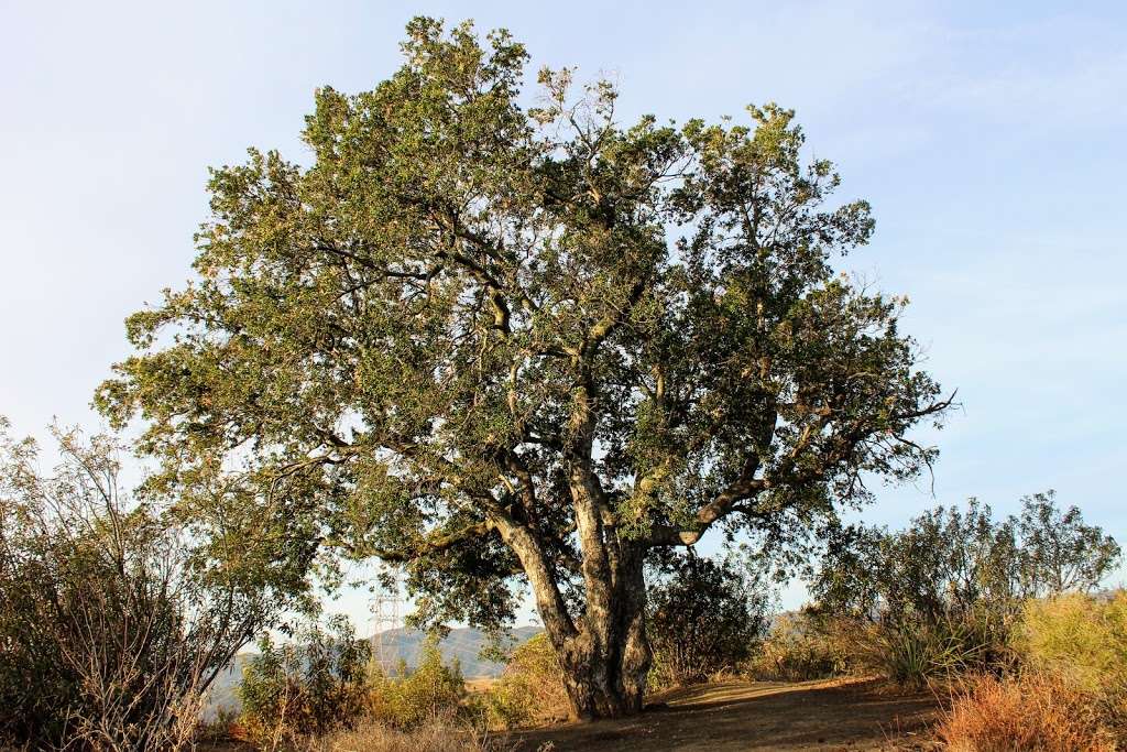 Prajna Tree | Los Angeles, CA 90049, USA