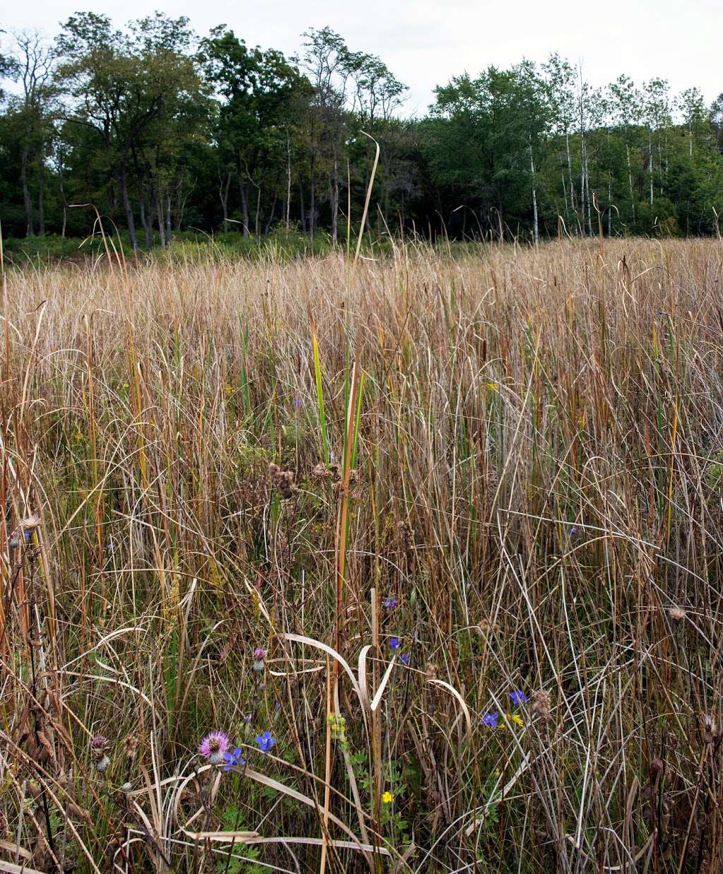 Ottawa Lake Fen State Natural Area | Dousman, WI 53118, USA | Phone: (608) 266-0394