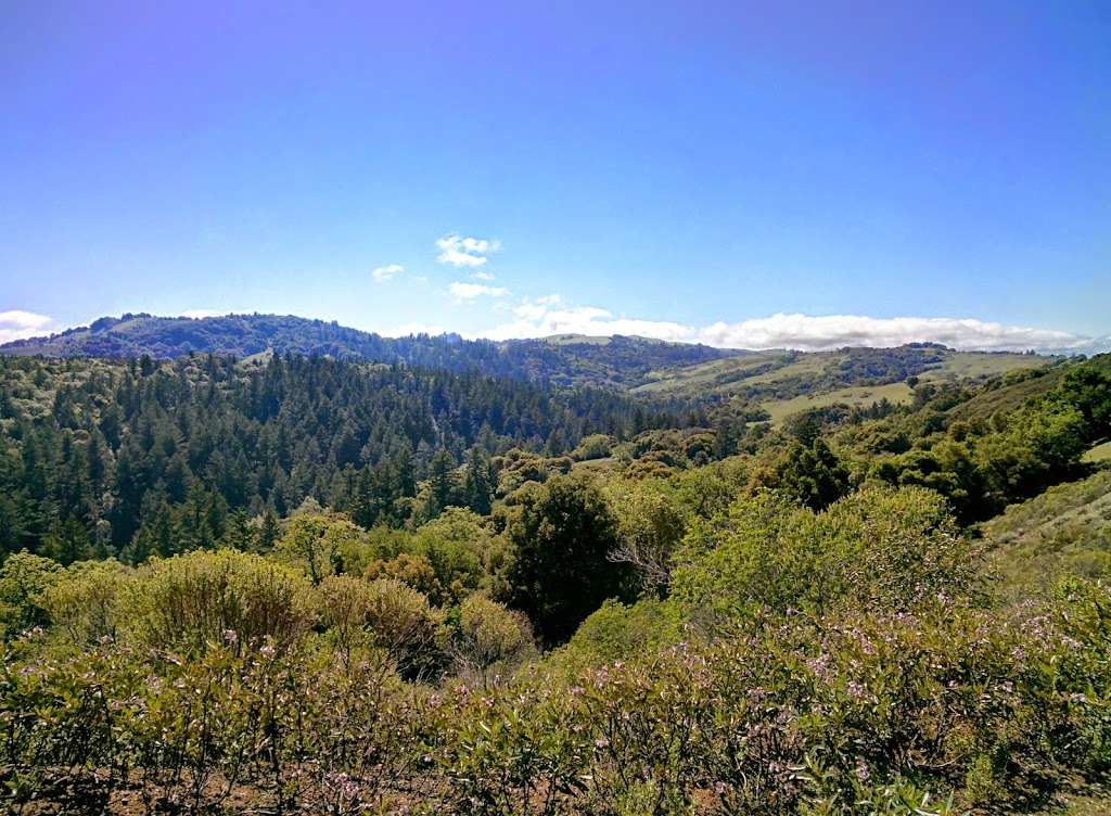 Monte Bello Open Space Preserve | 19480 Bear Creek Rd, Los Gatos, CA 95033, USA | Phone: (650) 691-1200