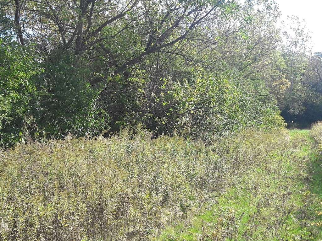 Fischer Woods Co Forest Preserve | Bensenville, IL 60106