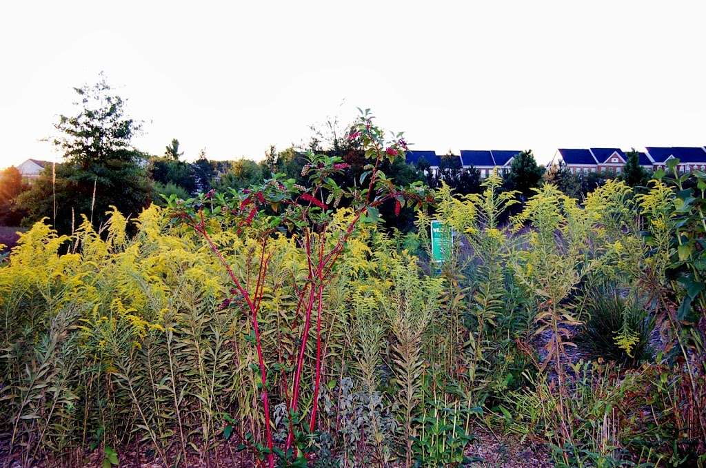 Cloverleaf Native Plant Demo Garden | Cloverleaf Ct, Ashburn, VA 20148, USA