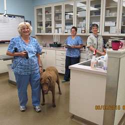 Patt Veterinary Hospital, Ltd. | 239 Oberholtzer Rd, Gilbertsville, PA 19525 | Phone: (610) 367-2572