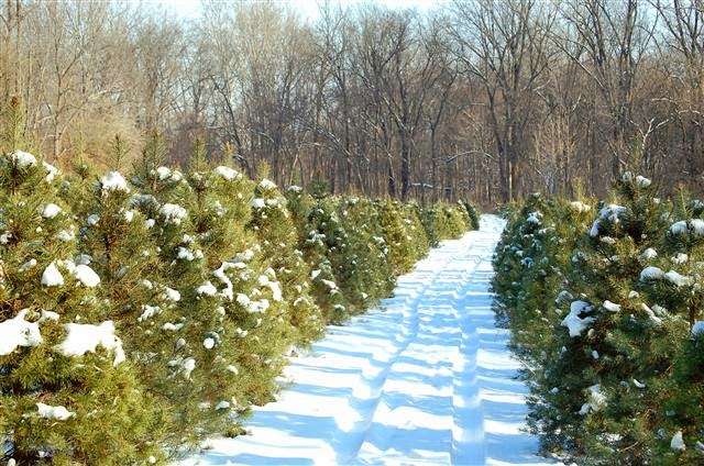 Cruise In Trees Christmas Tree Farm | 4715 S 400 E, Cutler, IN 46920, USA | Phone: (765) 566-2350