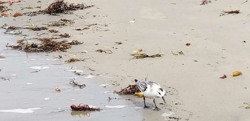 Lighthouse Beach | 4200-, 4298 Ocean Front Walk, Marina Del Rey, CA 90292, USA