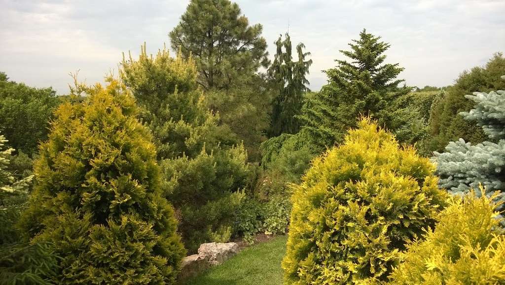 Dwarf Conifer Garden | Glencoe, IL 60022