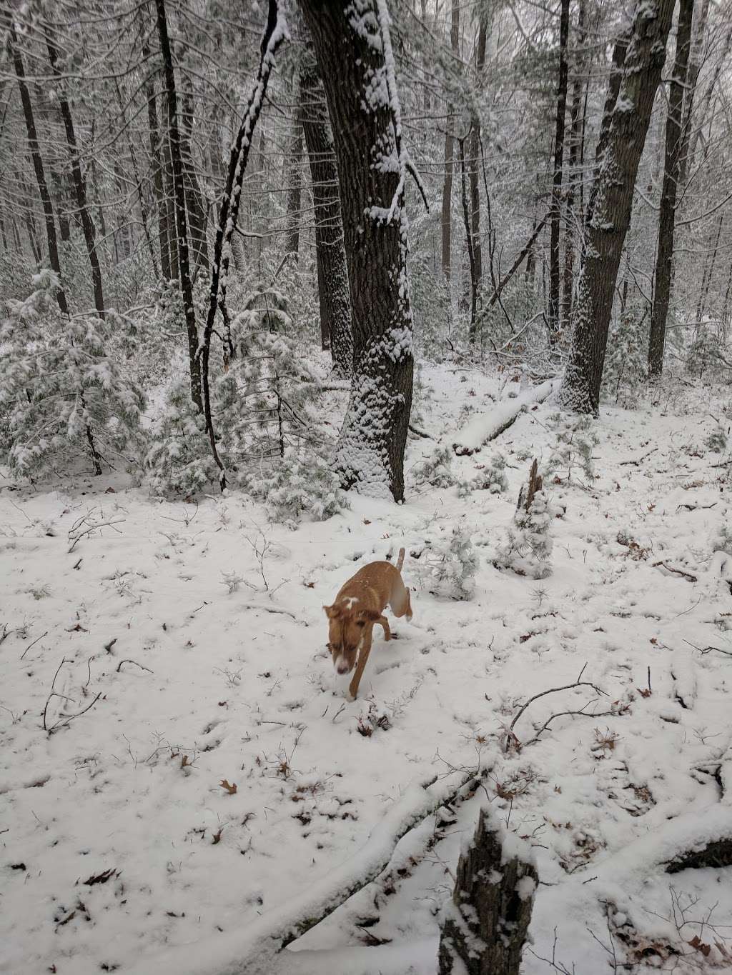 Ridge Hill Reservation | Needham, MA 02492, USA