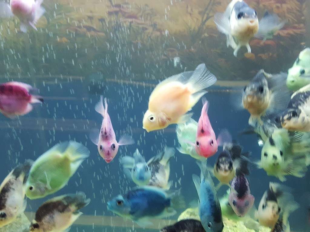 Aquarium Fresh Water Koi & Discus Fish | Phoenix, AZ 85037, USA