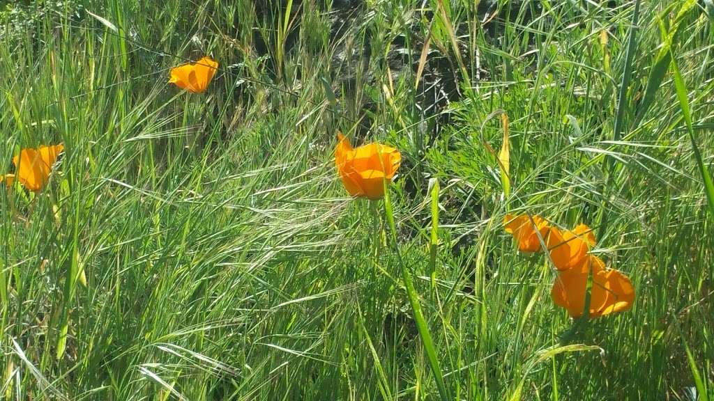 Turtle Rock Preserve and Trail | University Trail, Irvine, CA 92612