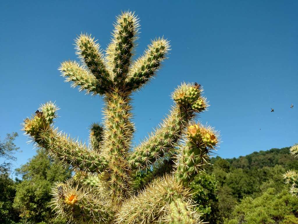 Regional Parks Botanic Garden | Shasta Rd, Berkeley, CA 94708, USA | Phone: (510) 544-3169